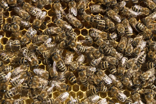Bee Background Close Image Plenty Bees Frame Hive Apiculture — Stock Photo, Image
