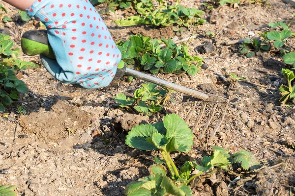 Mavi koruyucu eldivendeki eller bahçe aletini tutuyor ve çilek bitkisinin etrafındaki toprağı gevşetiyor, bahçe bitkileriyle ilgileniyor ve onları yetiştiriyor.
