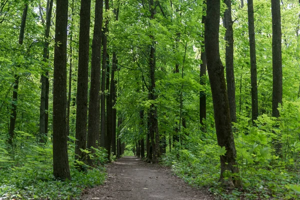 deep dark green forest with high trees and path through forest. No people, nature recovery of human\'s impact.