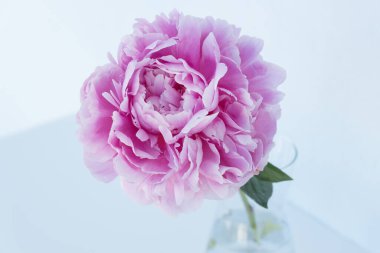 Beyaz arka planda şeffaf vazoda büyük bir pembe şakayık, tatil havası, selamlar ve Anneler Günü, doğum günü, yıldönümü tebrikleri. Tatil konsepti. Metin için alanı kopyala