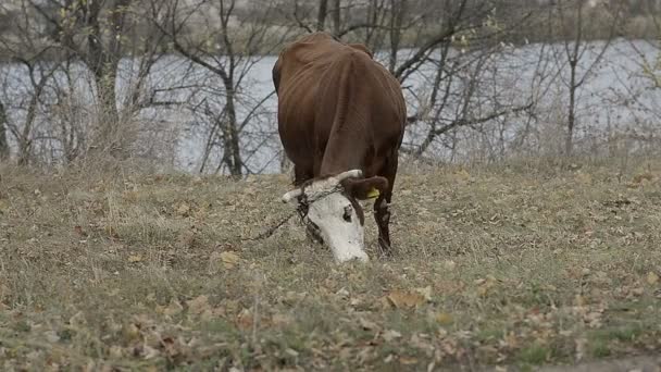 Abstract a Cow Grazing in a Meadow — Stock Video