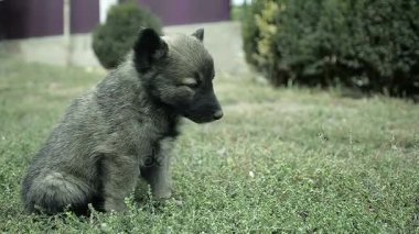 Köpek yavrusu çimde oturma ve kameraya arıyorsunuz olduğunu