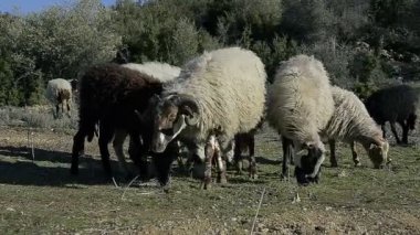 Dağlarda bir arazide çim yeme koyun sürüsü