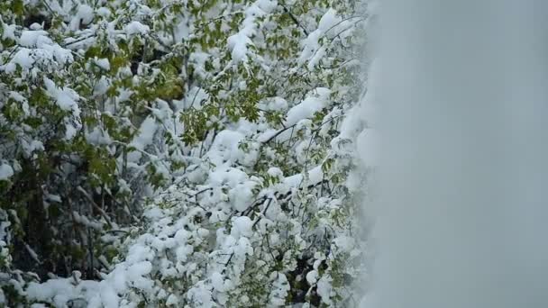 Dolly träd grenar i snön ser ut genom fönstret — Stockvideo