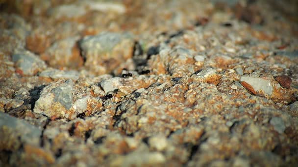 Närbild stora myror bära mat i en myrstack — Stockvideo