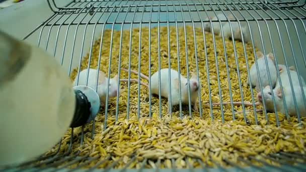 Close-Up White Laboratory Mice in a Cage with Food and Water — Stock Video