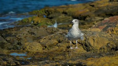Onun tüyleri sahilde kurumaya yakın çekim soyut yalnız martı
