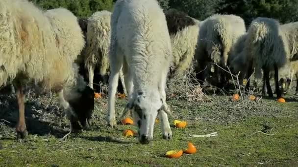 Крупный план Стадо овец ест траву на пастбище высоко в горах — стоковое видео