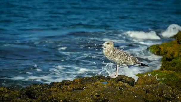 Close-Up Seagull to Dry Her Feathers on the Shore — Stock Video