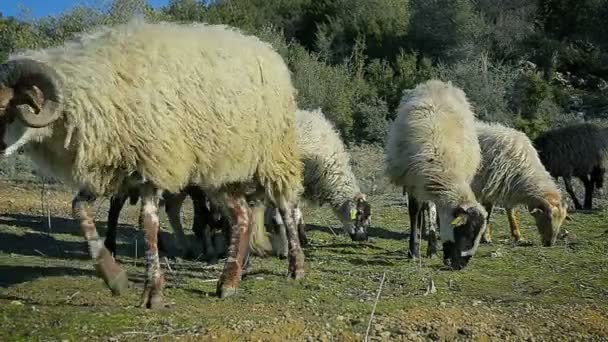 Gros plan troupeau de moutons mangeant de l'herbe dans un pâturage dans les montagnes — Video