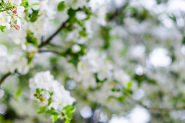 Güzel bahar tomurcukları meyve ağaçları arka plan