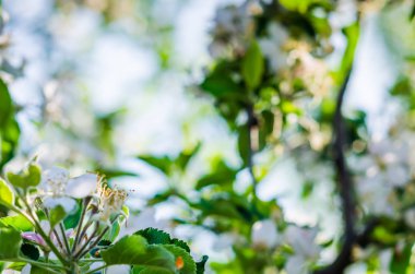 Güzel bahar arka plan tomurcukları meyve ağaçlarının