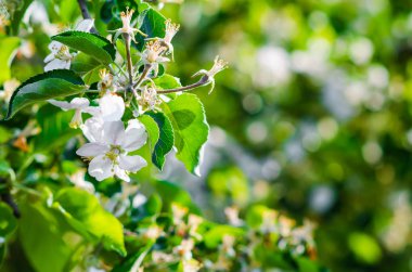 Yakın çekim çiçek tomurcukları arka plan ağaç bahar