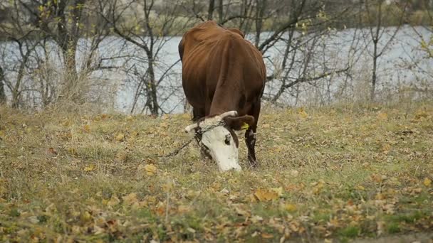 Abstract a Domestic Cow Grazing in a Meadow and Eating Grass — Stock Video