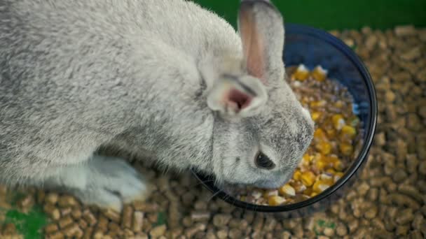 慢动作 特写一只小灰兔在笼子里吃玉米和小麦 — 图库视频影像