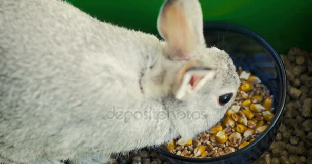 Close Een Kleine Grijze Konijn Eet Maïs Tarwe Zijn Kooi — Stockvideo