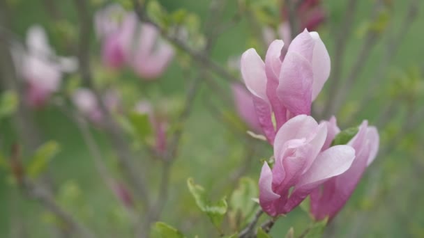 Schöne Magnolia Blume Frühlingsblüte HD Zeitlupe — Stockvideo