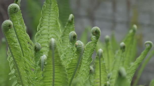 Fern close up with spirals HD slow motion — Stock Video