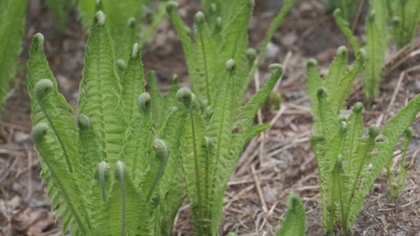 Fern rostliny s mladými listy rozvíjející HD — Stock video