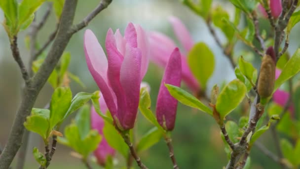 Mooie Magnolia bloem lente bloesem 4K — Stockvideo