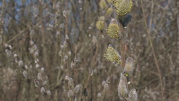 Early spring white willow catkins on a sunny day — Stock Video