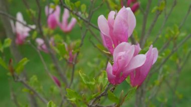 Güzel Manolya çiçeği İlkbahar Çiçeği 4K