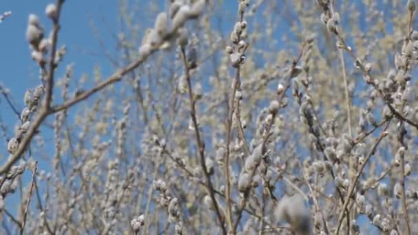 Early spring catkins on a sunny day 4k — Stock Video