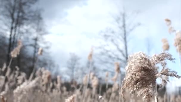 Hohes Gras an einem stürmischen, windigen Tag. — Stockvideo