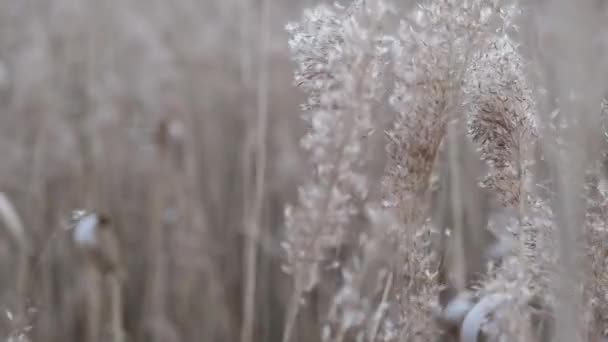 Högt gräs en solig blåsig dag. — Stockvideo