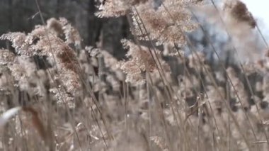 Güneşli bir günde uzun çimenler.
