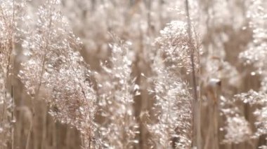 Güneşli bir günde uzun çimenler.
