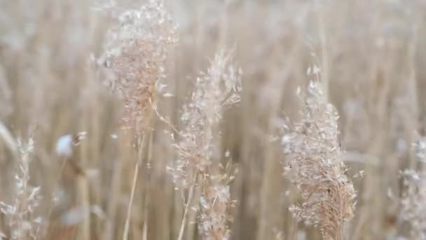 Tall golden grass with seeds moving in the wind blows — Stock Video