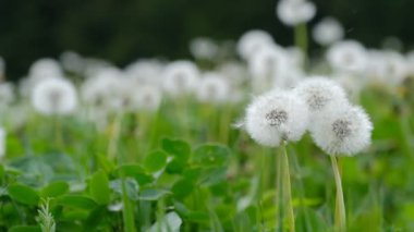 Karahindiba tohumları bir çayırda ağır çekimde yüzüyor.