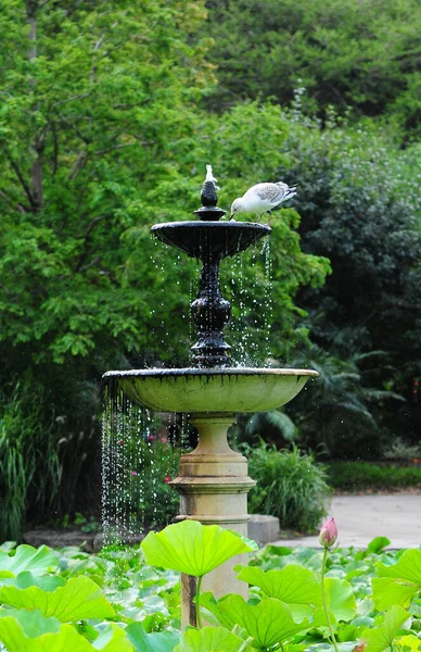 Oiseau Boire Eau Fontaine — Photo