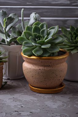 Farklı türde bir pencere üzerinde tencerede succulents