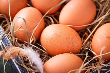 kutusunda çiğ tavuk yumurta