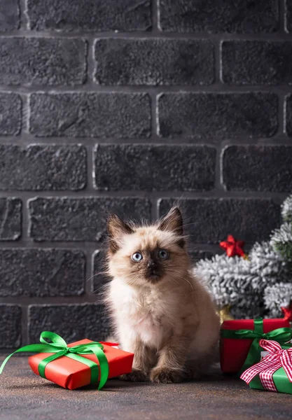 Αστεία γάτα κοντά και κουτιά δώρων — Φωτογραφία Αρχείου
