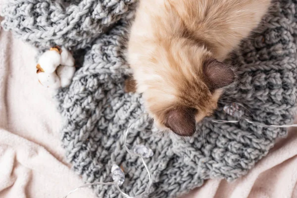 Pequeño gatito divertido en punto cuadros — Foto de Stock