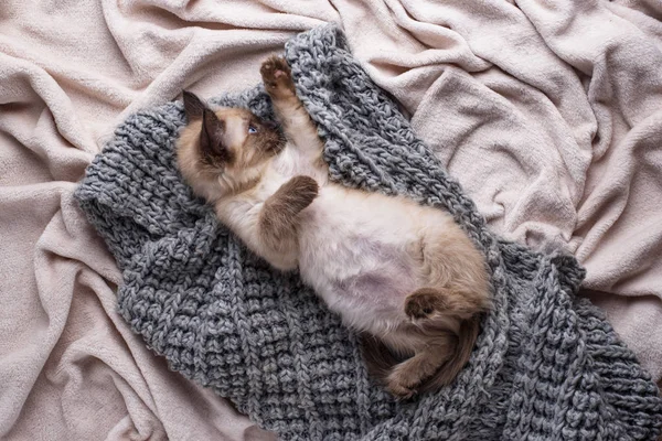 Little funny kitten on knitted plaid — Stockfoto