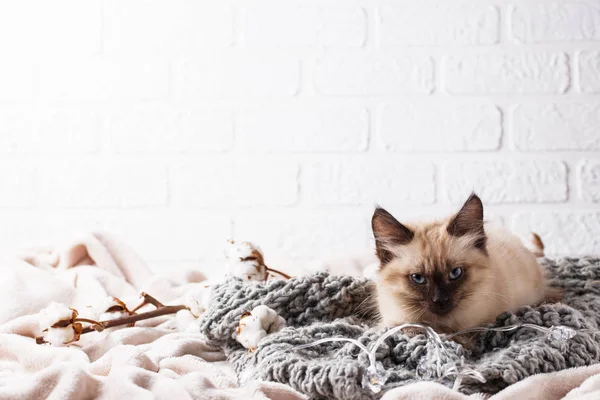 Little funny kitten on knitted plaid — Stockfoto