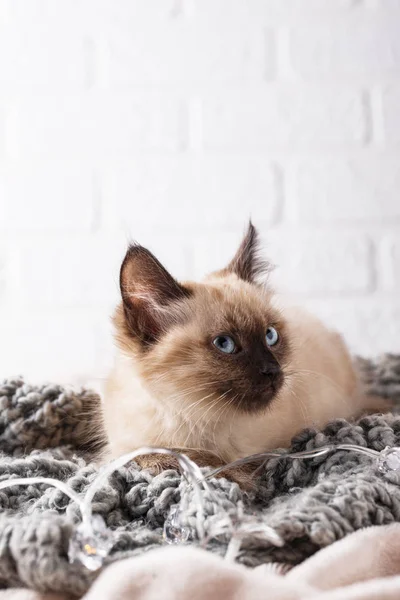 Little funny kitten on knitted plaid — Stockfoto