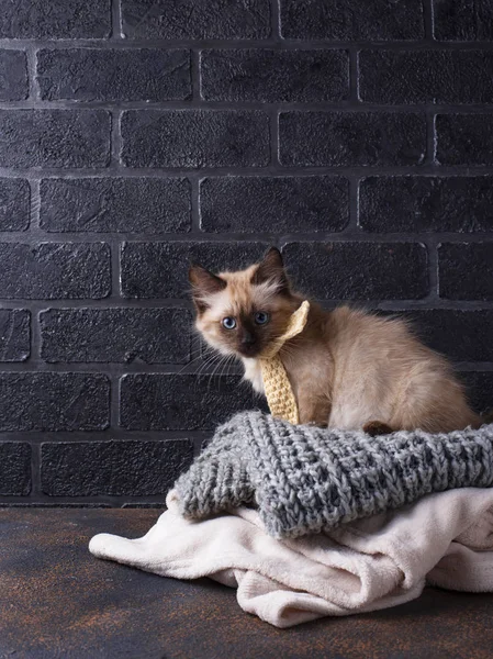 ニット上の小さな面白い子猫再生 — ストック写真
