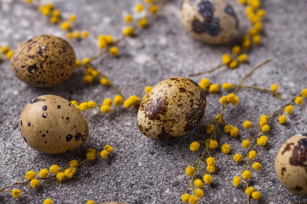 Uova di quaglia e fiori di mimosa — Foto Stock