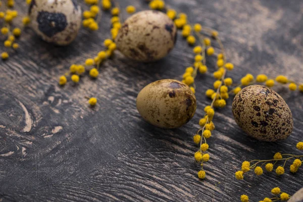 Uova di quaglia e fiori di mimosa — Foto Stock