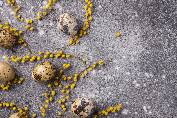 Uova di quaglia e fiori di mimosa — Foto Stock
