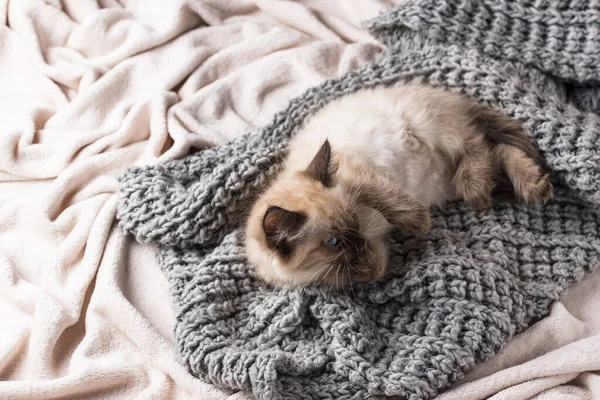 Kleines lustiges Kätzchen auf Strickkariert — Stockfoto