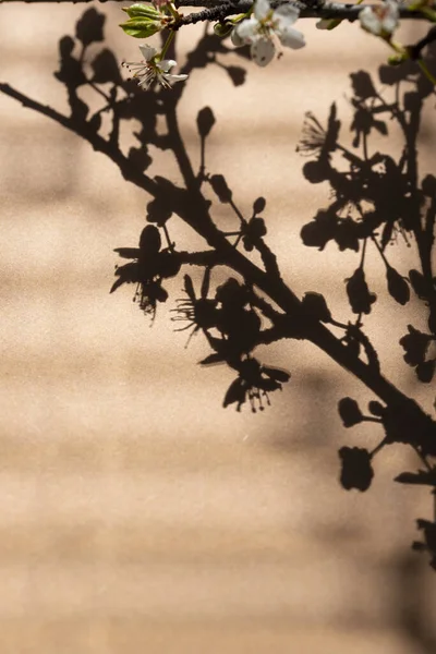 Shadow of tree through the blinds — Stock Photo, Image