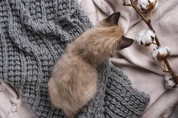 Pouco engraçado gatinho em xadrez de malha — Fotografia de Stock