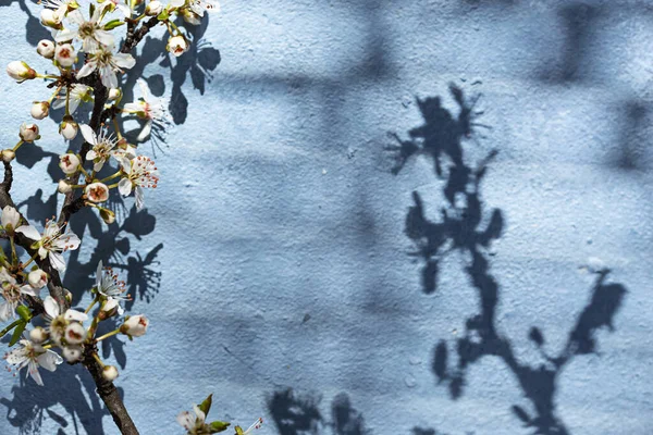 Kwitnąca gałąź i cień przez żaluzje — Zdjęcie stockowe