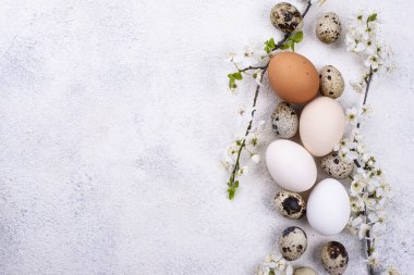 Tavuk yumurtalarının gradyanı aydınlıktan karanlığa